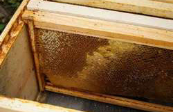 Beehive With Empty Frames