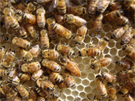 Apis Mellifera Bees